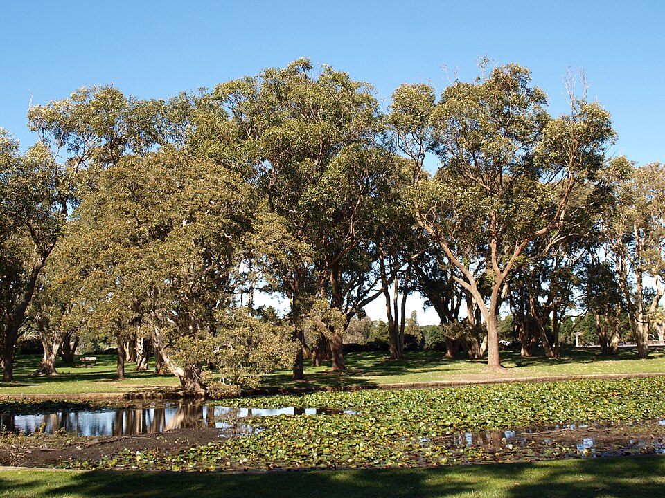 Centennial Park — Grand Drive loop parkland