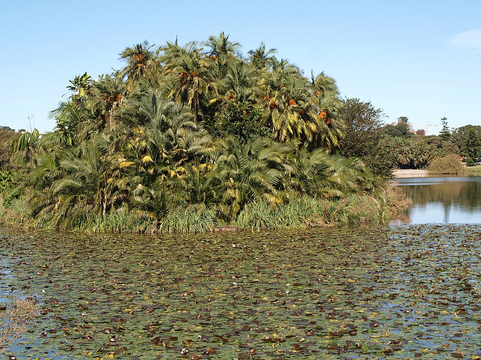 Centennial Parklands — park scenery