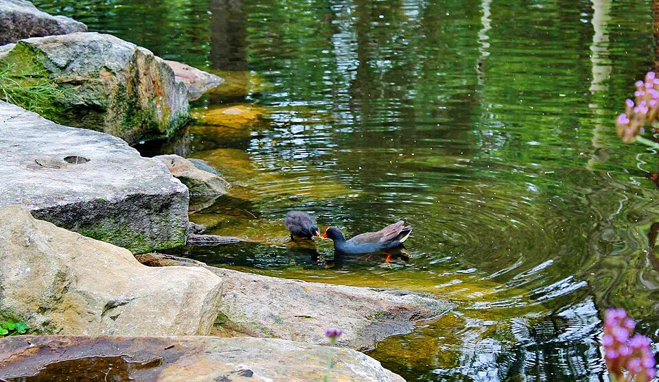 Central Gardens — lakes and gardens