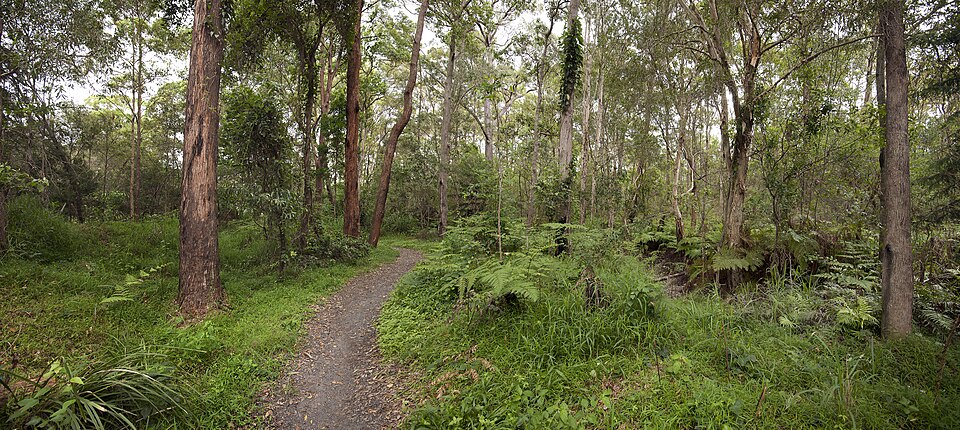 Chermside Hills Reserve — bushland trail