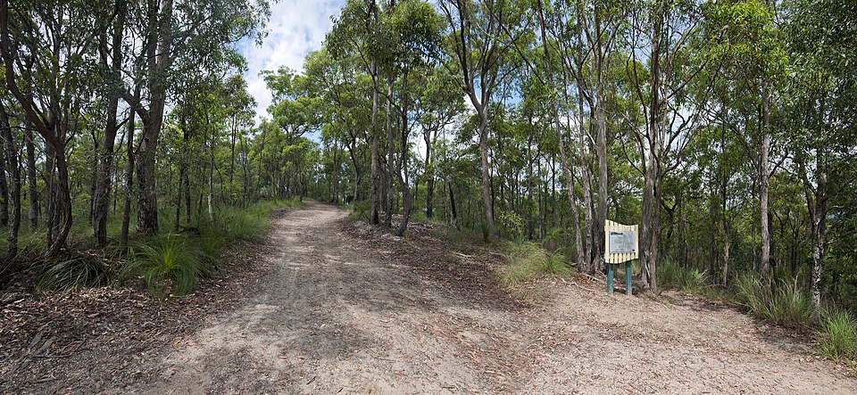 Chermside Hills Reserve — eucalypt bushwalk