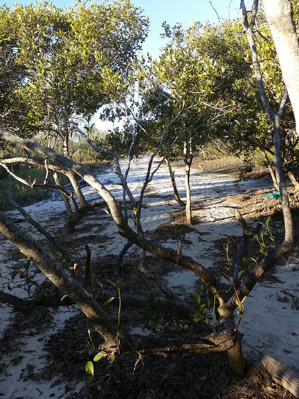 Beachmere mangroves and park edge