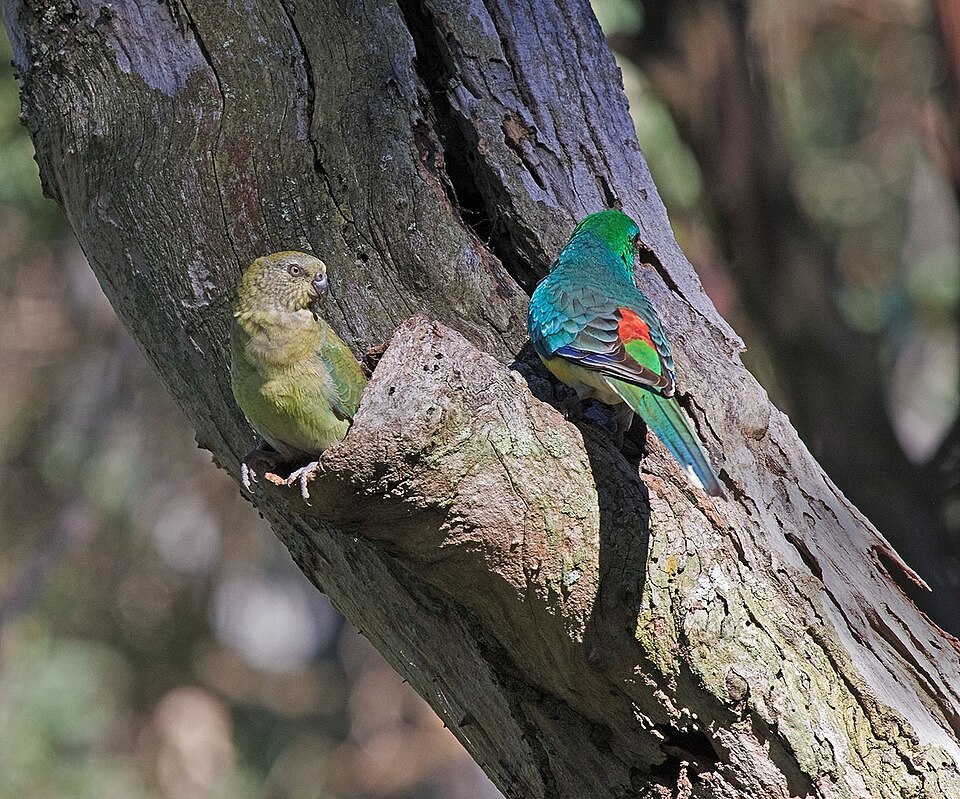 Crestwood Reserve — red-rumped parrots in the park