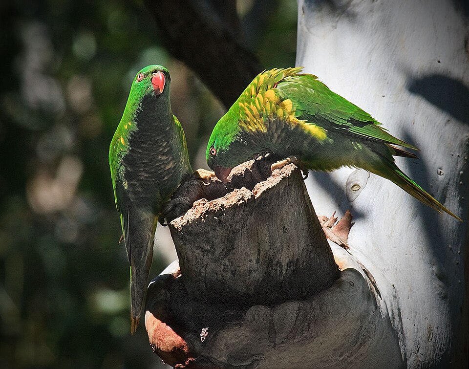 Crestwood Reserve — scaly-breasted lorikeets