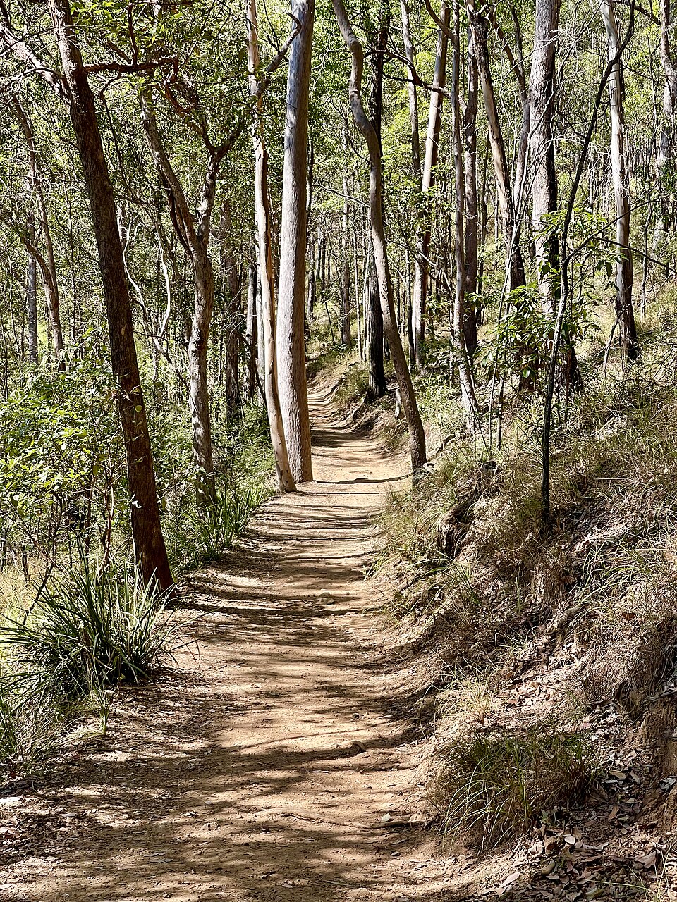 Southeast Brisbane bushland — walking trail