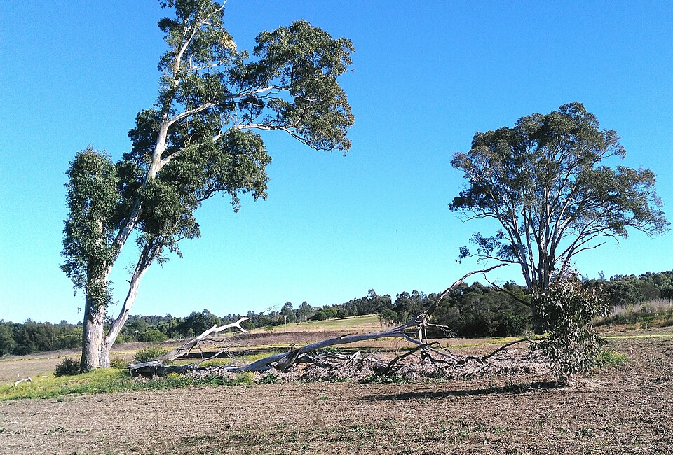 Fairfield — western Sydney green space