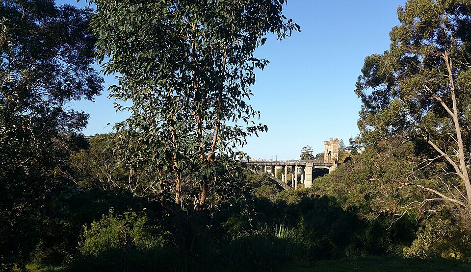Lower north shore bush walk — gully path