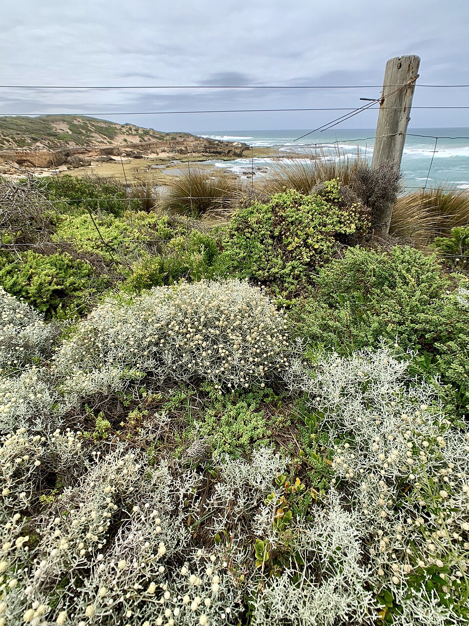 Mornington Peninsula — coastal walk near Flinders