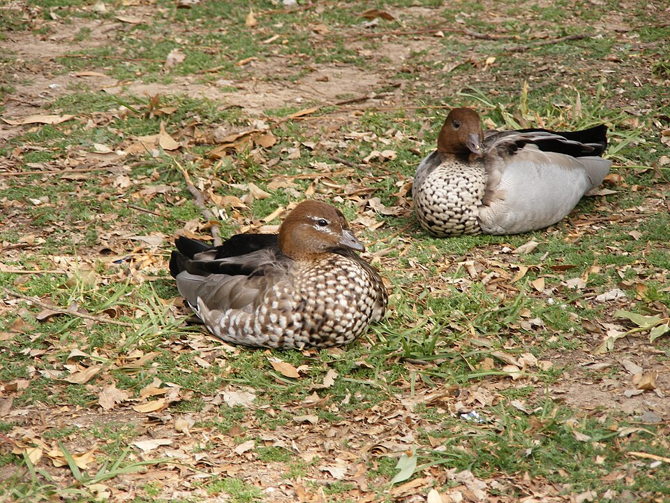 Georges River — regional park surrounds