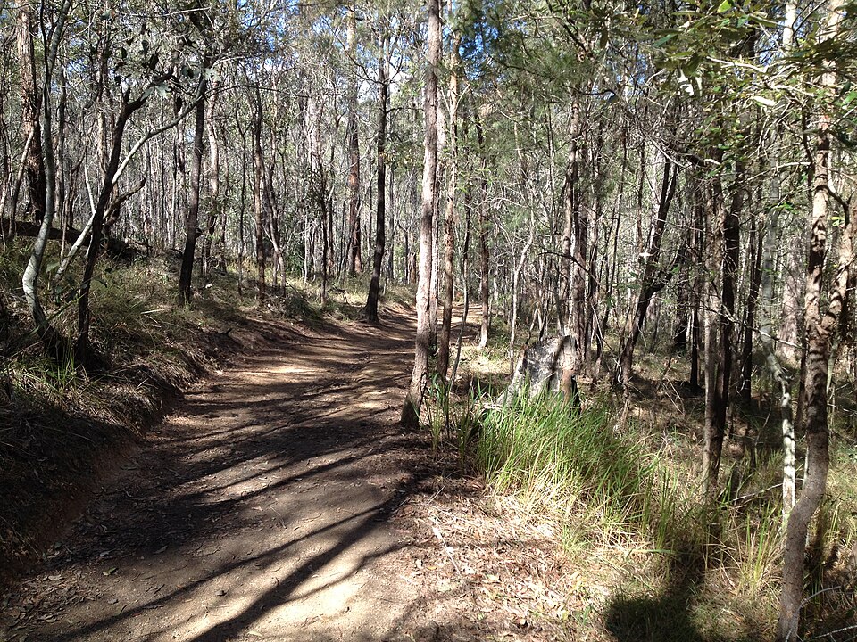 Mount Coot-tha foothills — bush trail stand-in