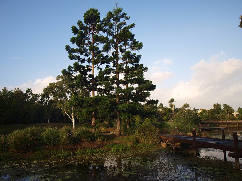 Gold Coast Regional Botanic Gardens — garden paths