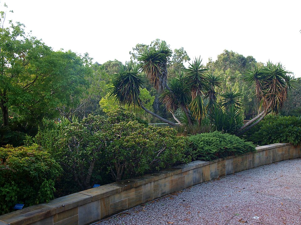 Benowa botanic gardens — open lawn and plantings