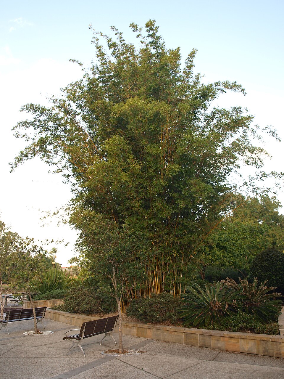 Gold Coast Regional Botanic Gardens — parkland