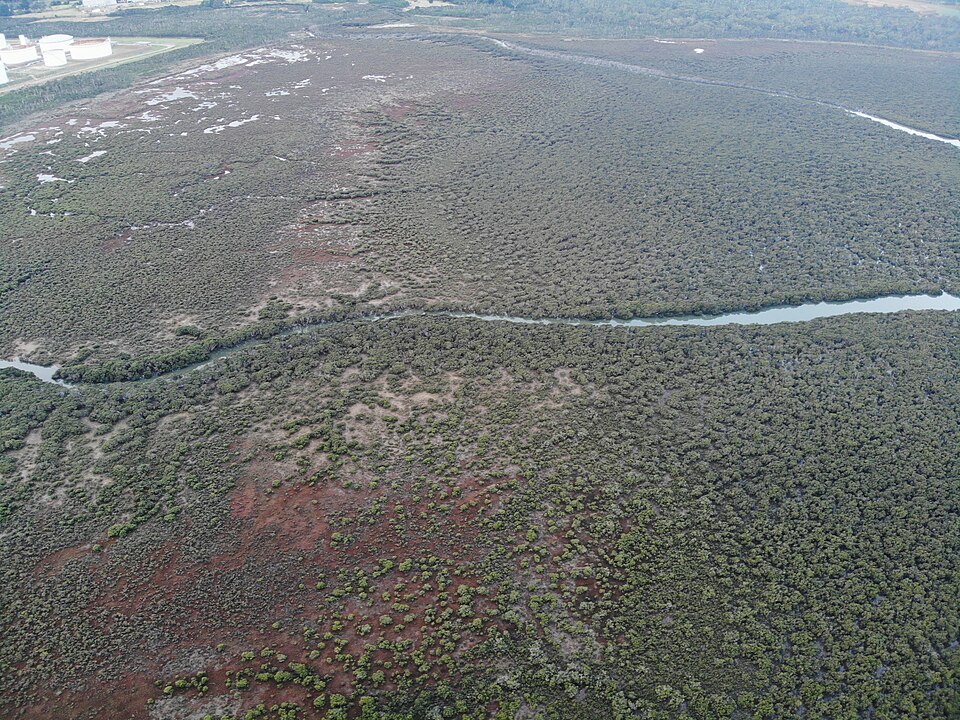 Hastings — Western Port foreshore mangroves