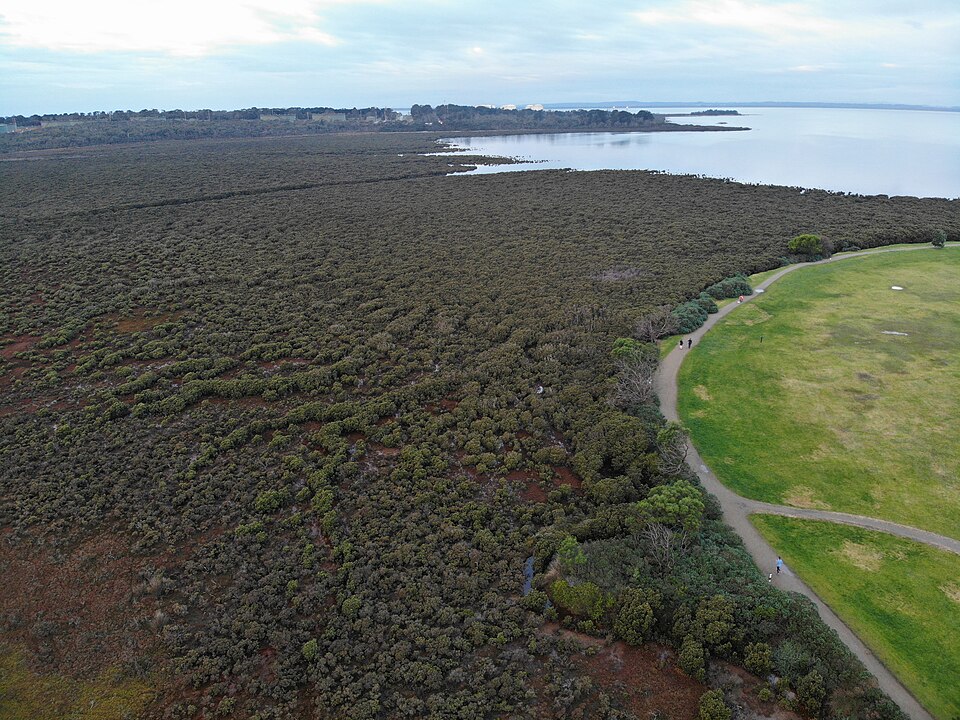 Hastings foreshore — mangrove boardwalk area
