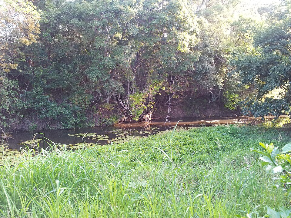 Mudgeeraba Creek park walk — green corridor