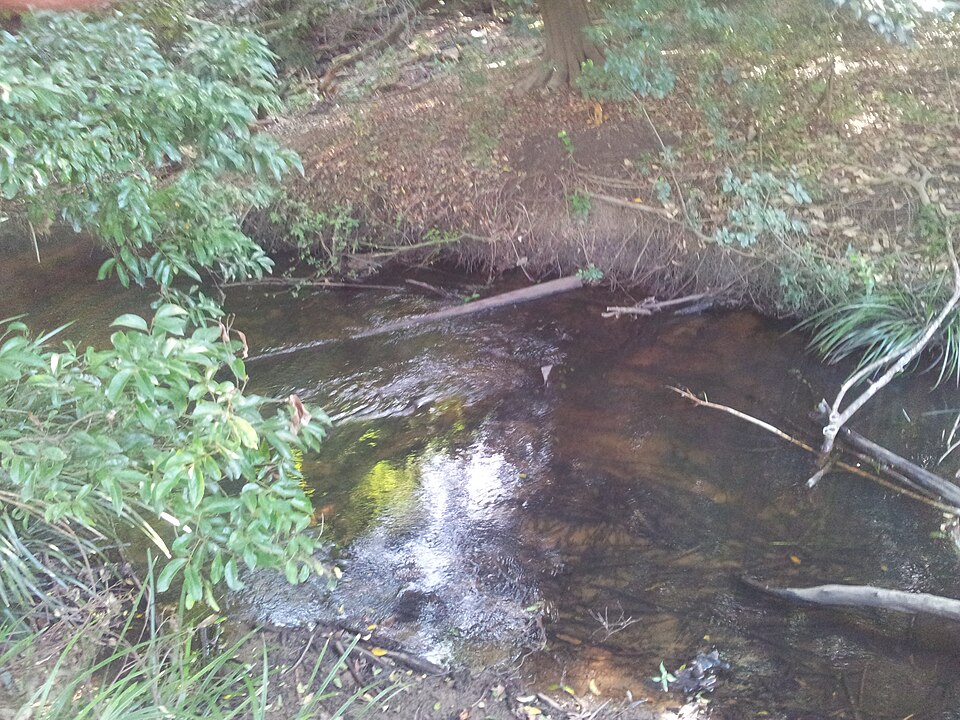 Mudgeeraba Creek — bush park walk