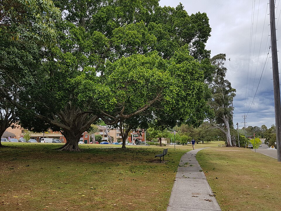 Georges River parkland — boardwalk-style path