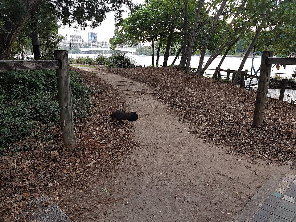 Kangaroo Point — Brisbane River trail