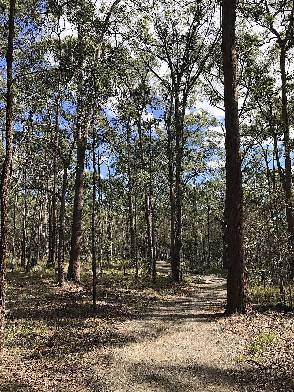 Brisbane Koala Bushlands — forest track