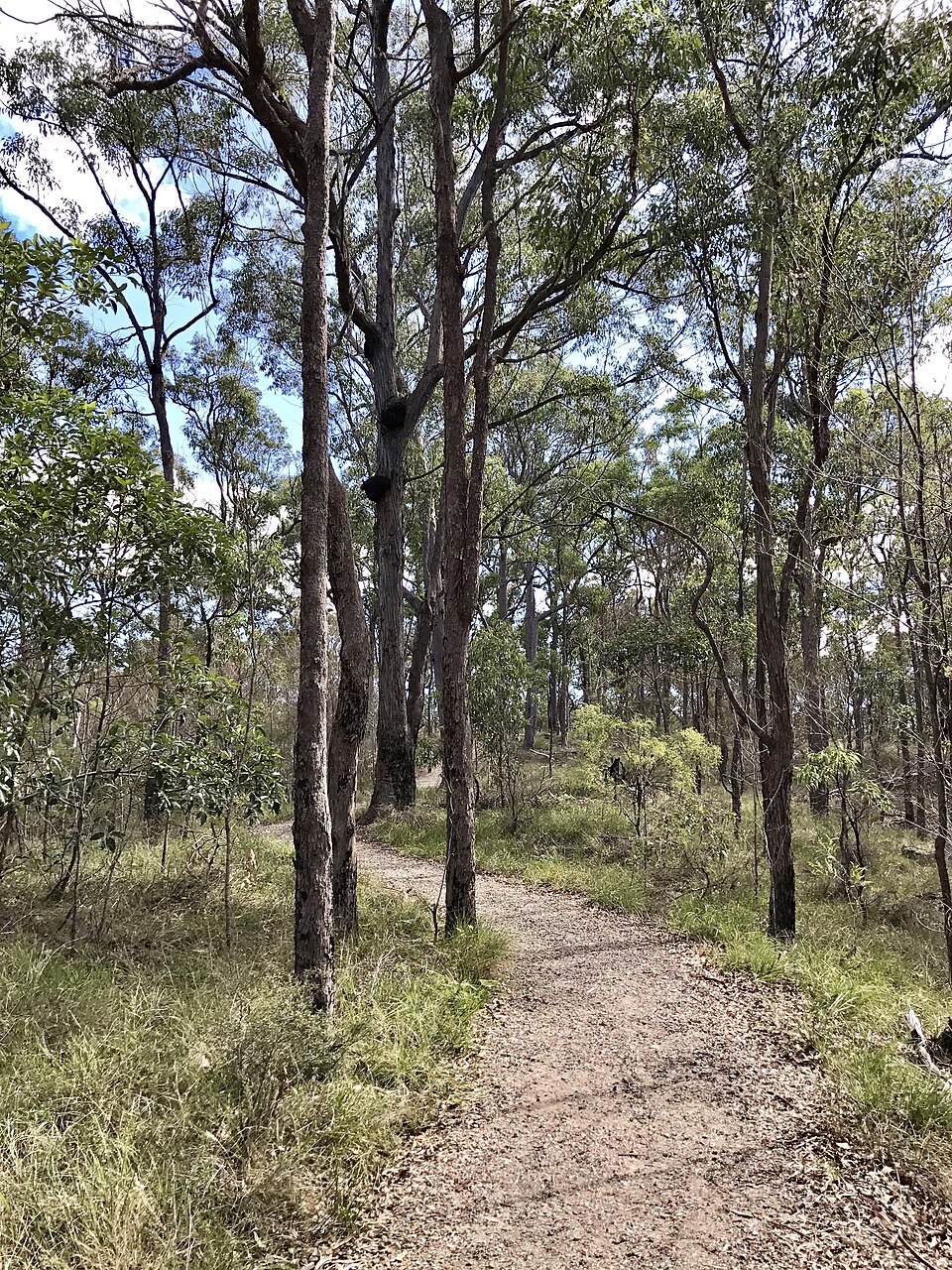 Koala bushlands — eucalypt forest walk