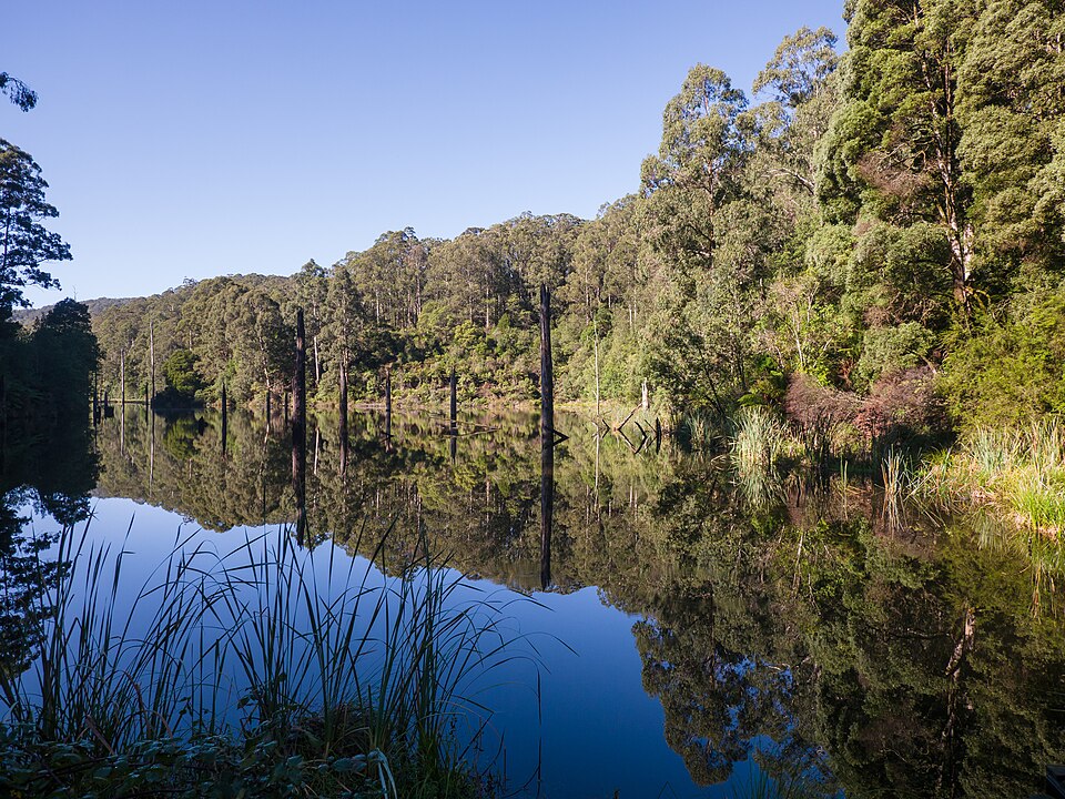 Lake Elizabeth Forrest — lakeside walk