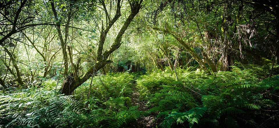 Mathias Track — forest path through the Dandenongs