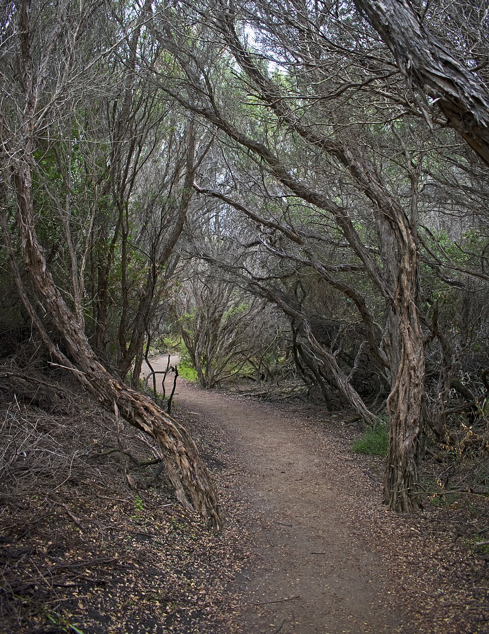 Mathias Track — fern forest walking track