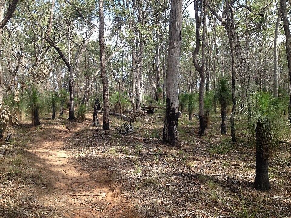 Brisbane west bush reserve — eucalypt forest