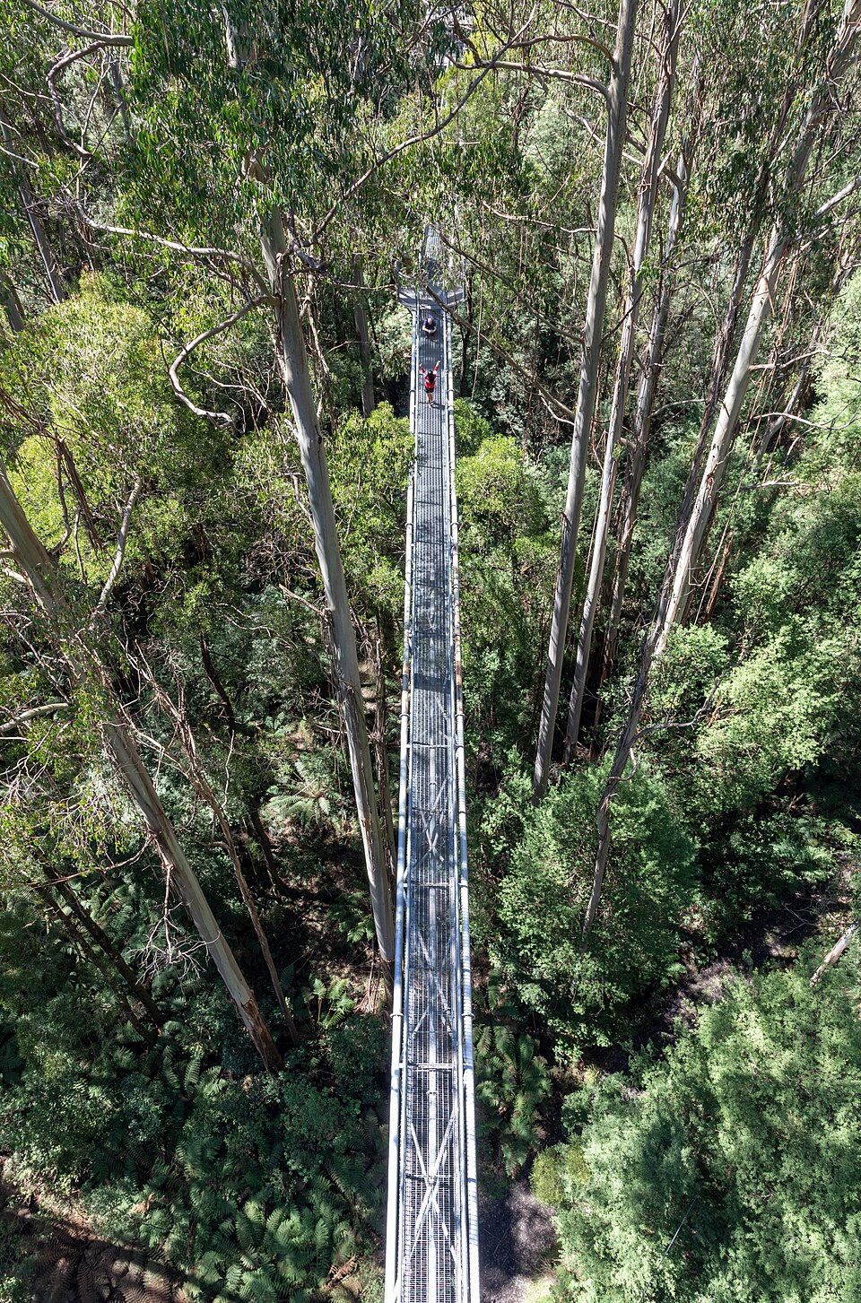 Victorian bush trail — forest walking path