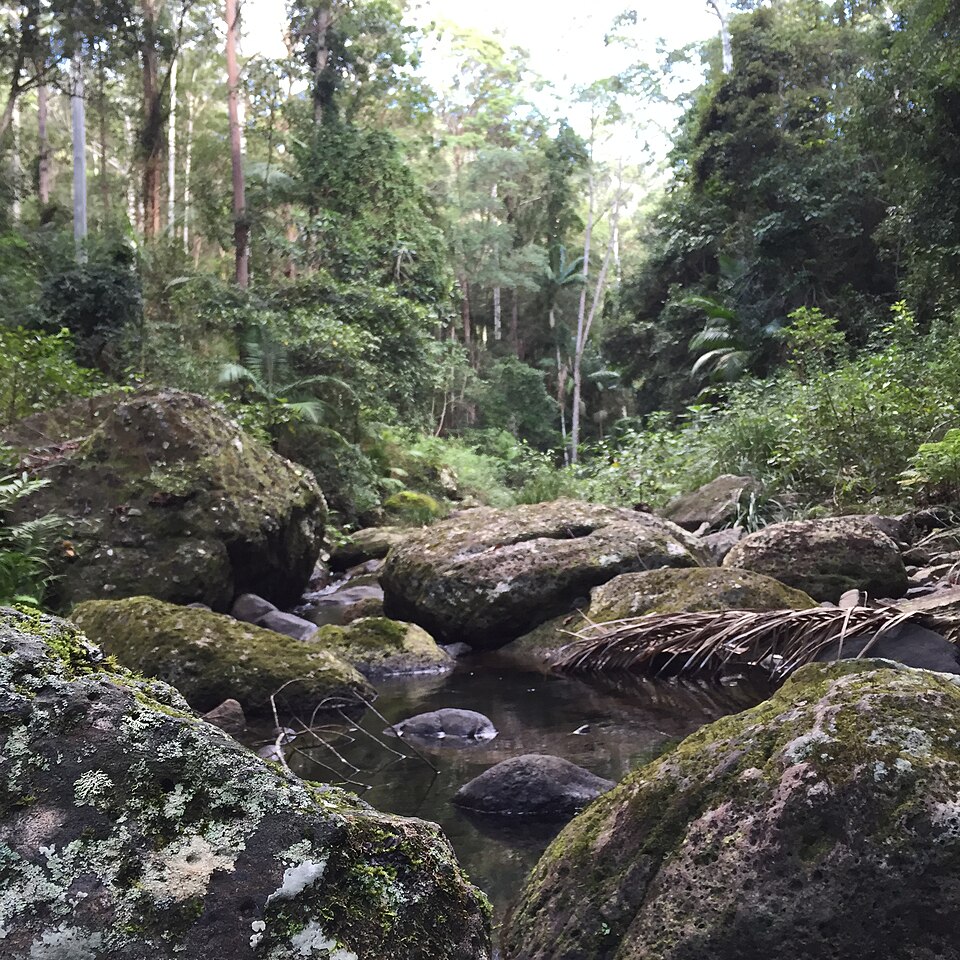 Nerang River hinterland — river and forest