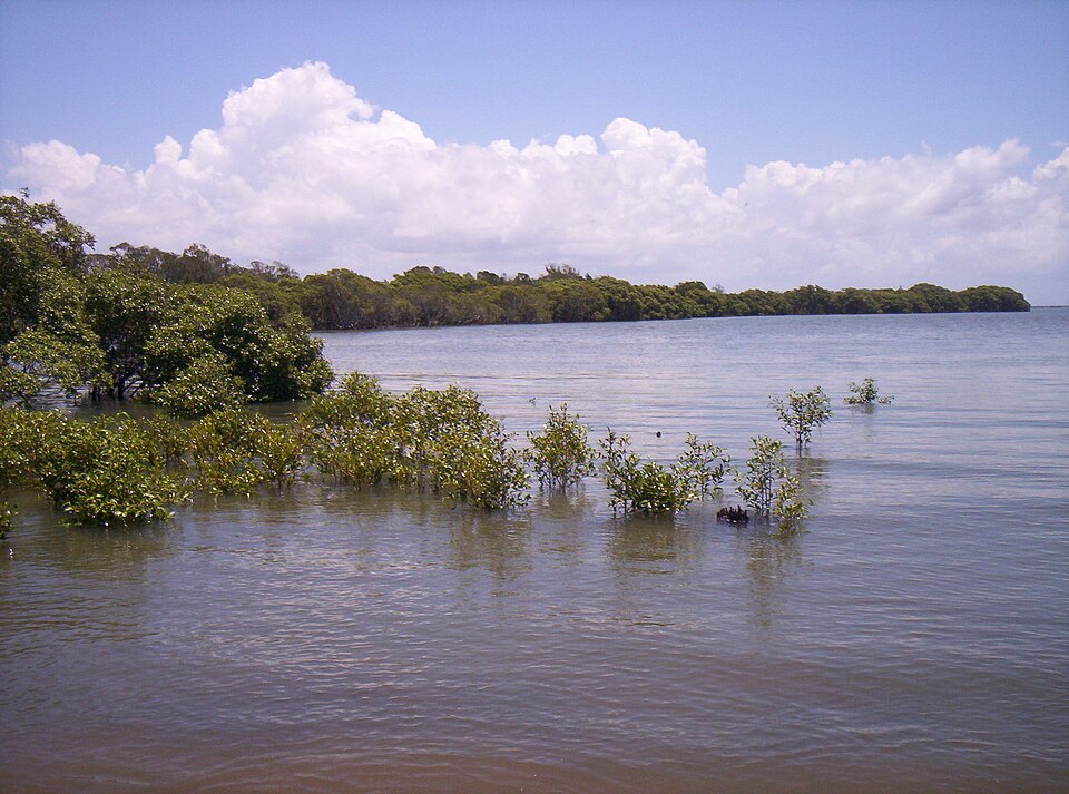 Nudgee Beach — mangroves on sand