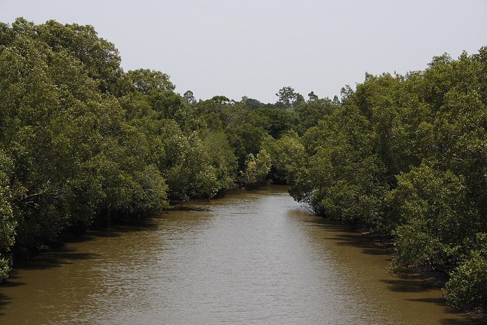 Oxley Creek — riverside bush and water