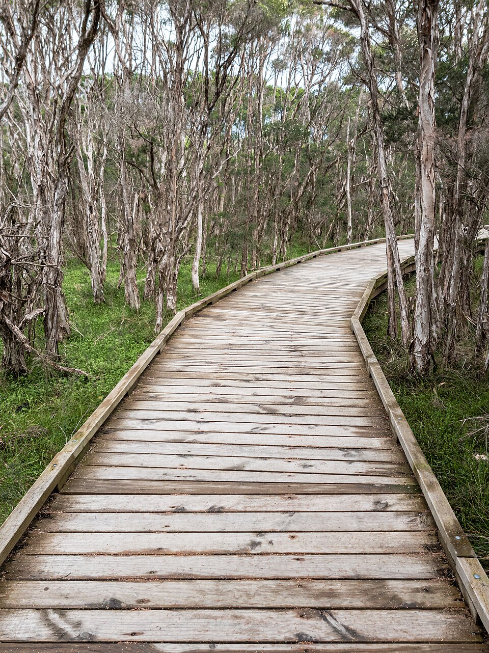 Bushland reserve trail — NSW forest path