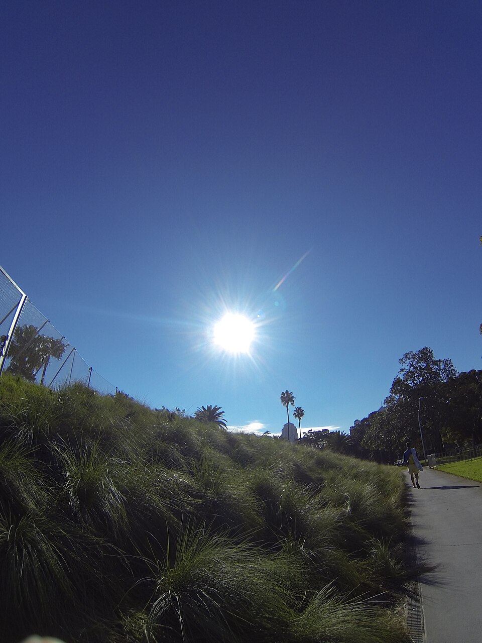 Prince Alfred Park — Surry Hills
