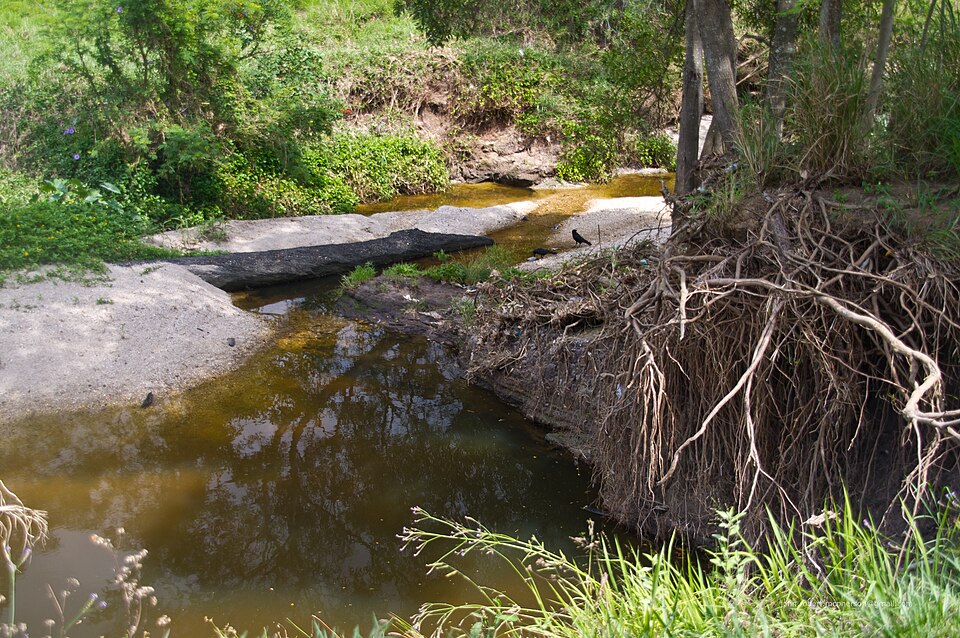 Downfall Creek bushland — Aspley / Chermside area
