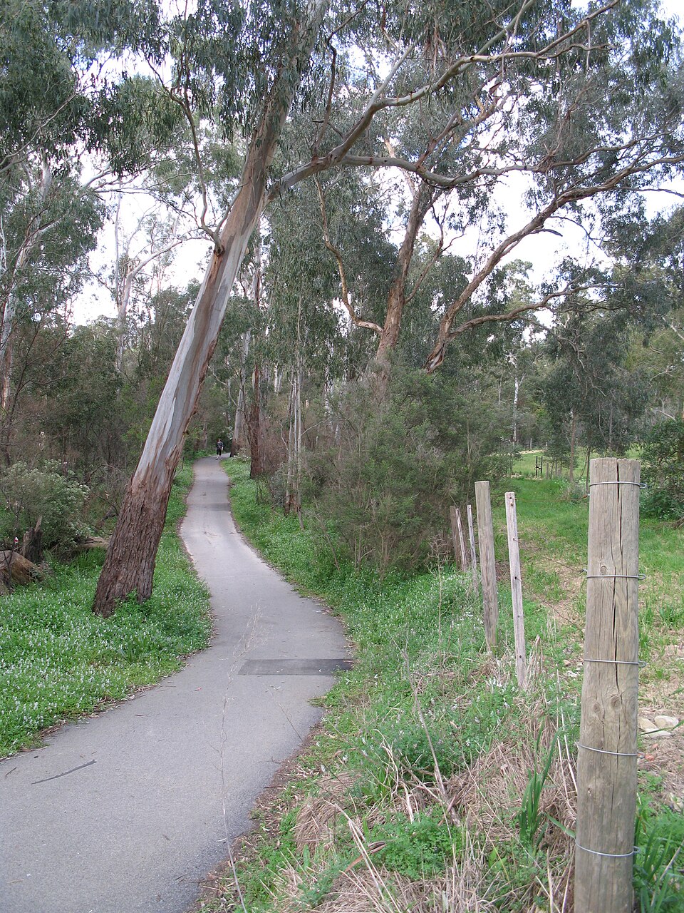 Ringwood — Mullum Mullum creek path