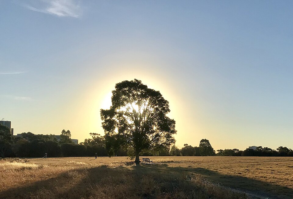 Royal Park — oval and grass paths