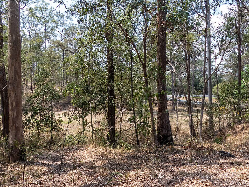 Samford / Ferny Hills — Ironbark Gully bushland