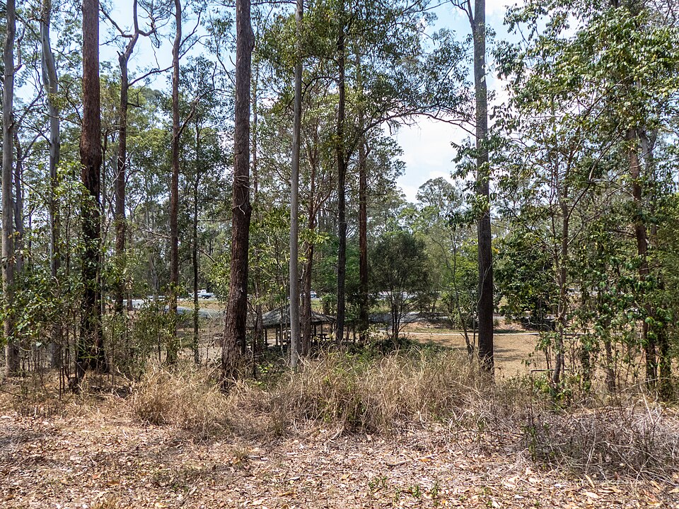 Near Samford — bush gully and trees