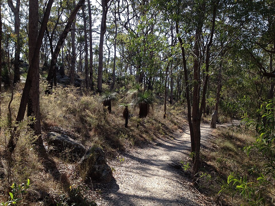 Redlands bushland — scribbly gum style trail
