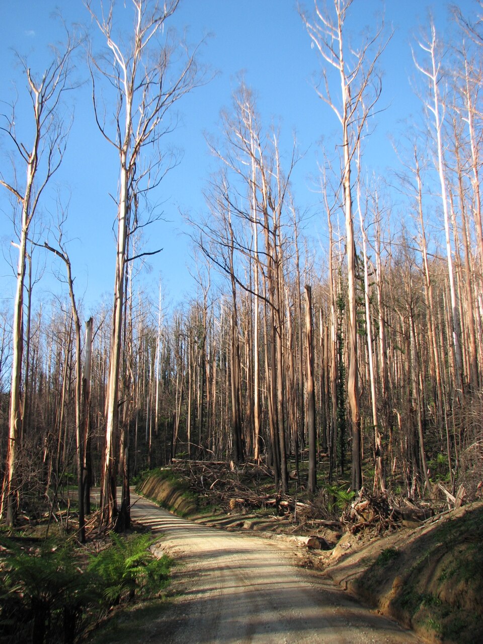 Bunyip State Park — forest bushland