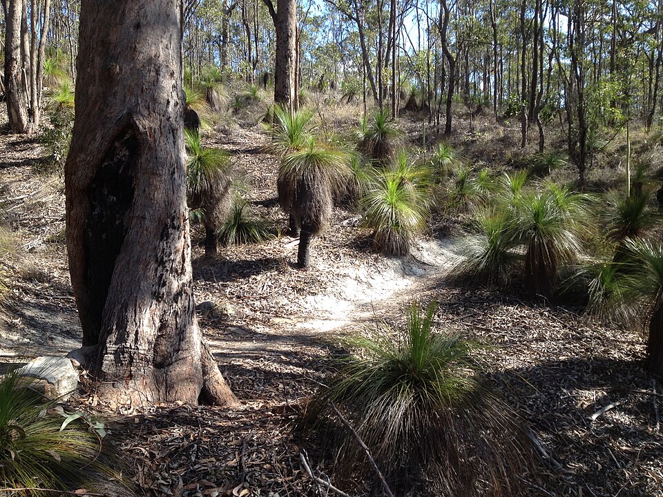 Brisbane hills reserve — bush path