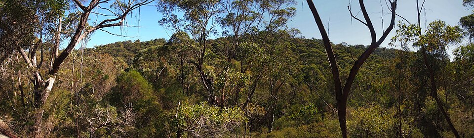 Ku-ring-gai — wildflower garden bushland