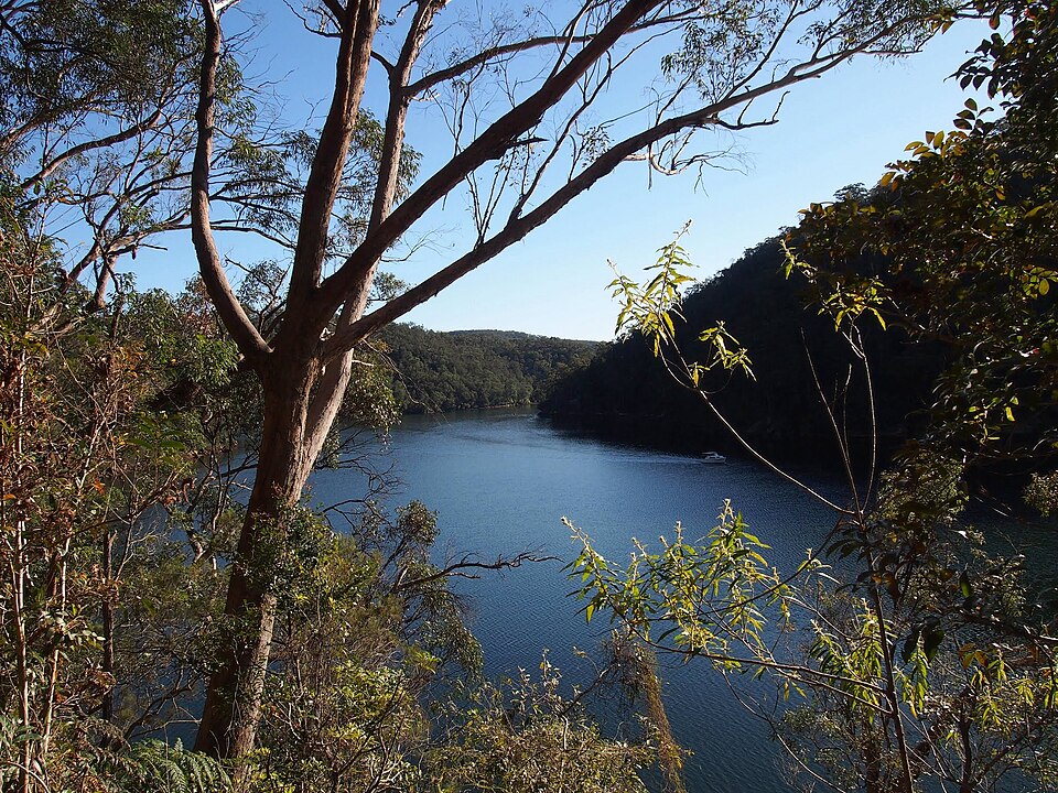 St Ives area — north shore bush tracks