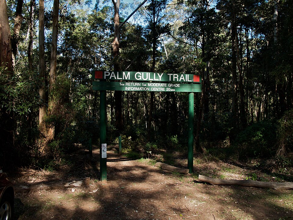 NSW state forest — walking trail