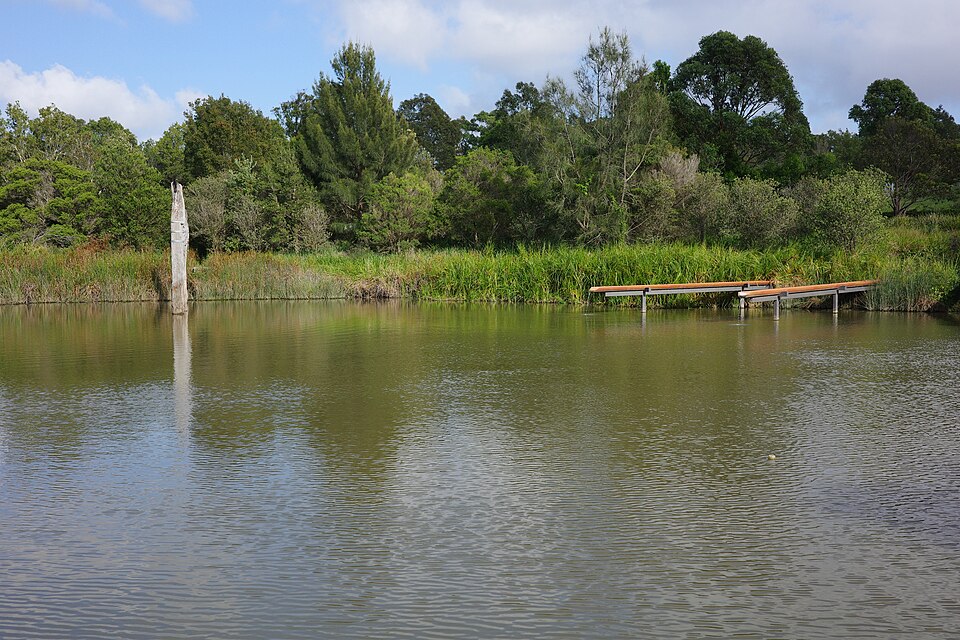 Sydney Park — wetland area