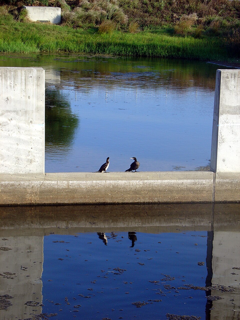 Sydney Park — bird sanctuary area