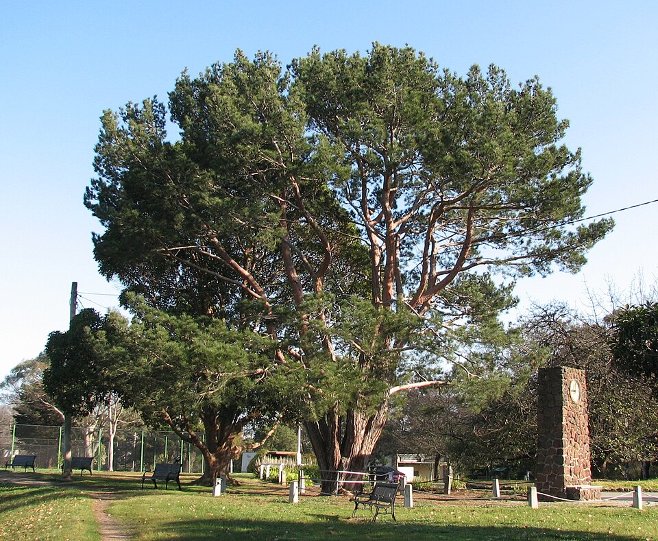 Wattle Park — lone pine and grass