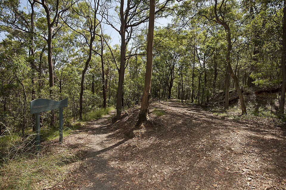 Whites Hill Reserve — Tallowwood Track bush path